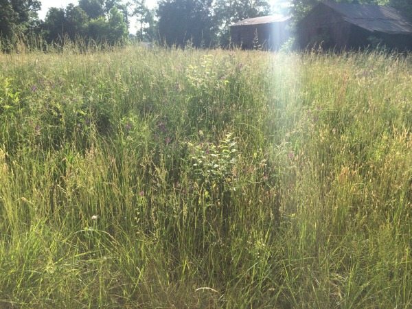 Does ragweed give you seasonal allergies? Here's how to treat seasonal allergies naturally!