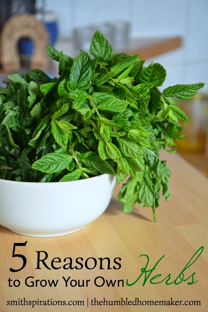 5 Reasons to Grow Your Own Herbs