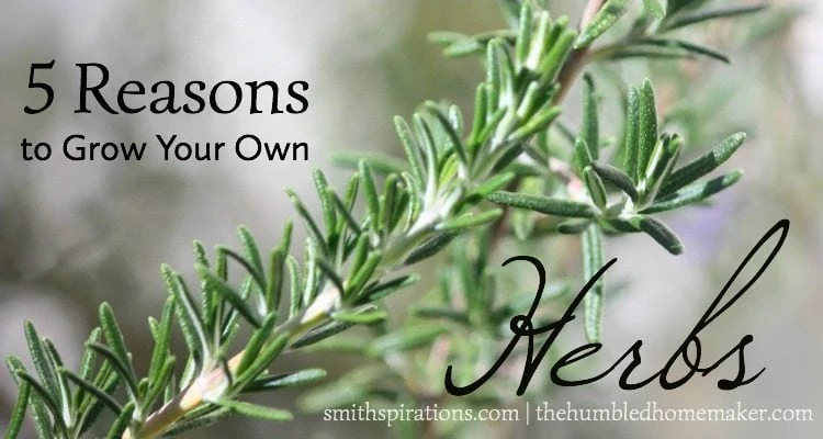 5 Reasons Herbs