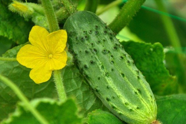 Cucumbers are easy to grow in your backyard or in a container on the patio!