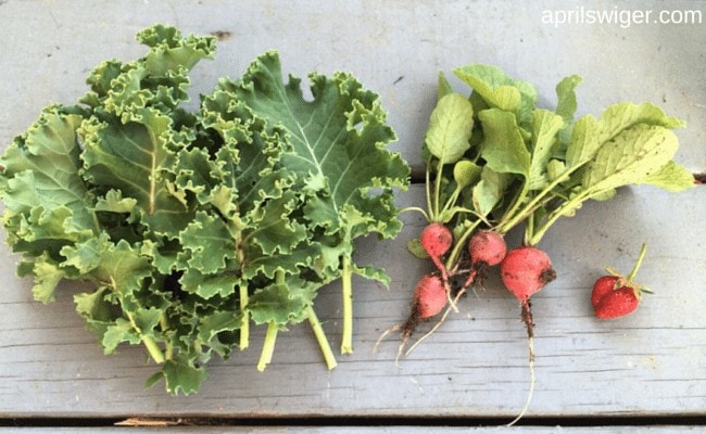 Here are 5 tips for homemakers who want to grow their own vegetables!