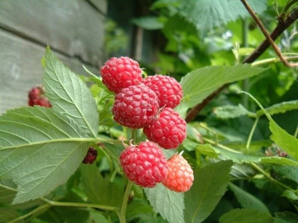 Raspberries are the perfect fruit for small backyards! Growing raspberries at home can save you lots of money on this usually expensive treat.