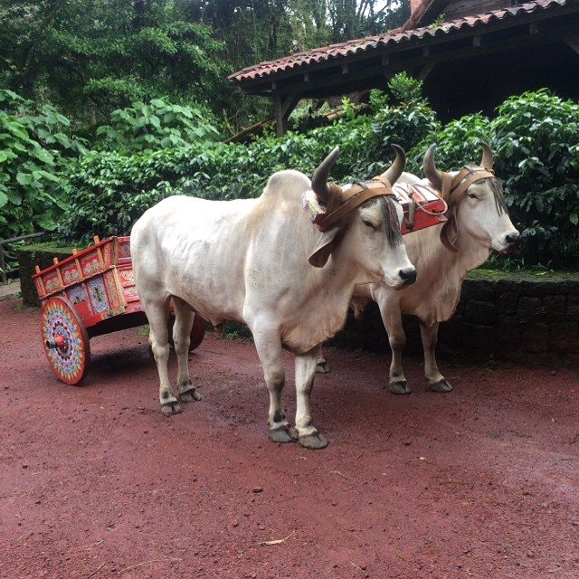 The girls and I actually took a little ride in this traditional Costa Rican ox cart on Thursday! 