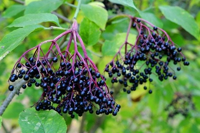 Elderberry, or elder, has been used for centuries to treat influenza, colds, and sinusitis.