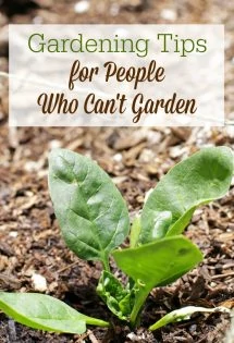 Plants die because gardening isn't easy. If you feel like the world's worst gardener, you need these gardening tips for people who can't garden. You might just find you can get a harvest after all!