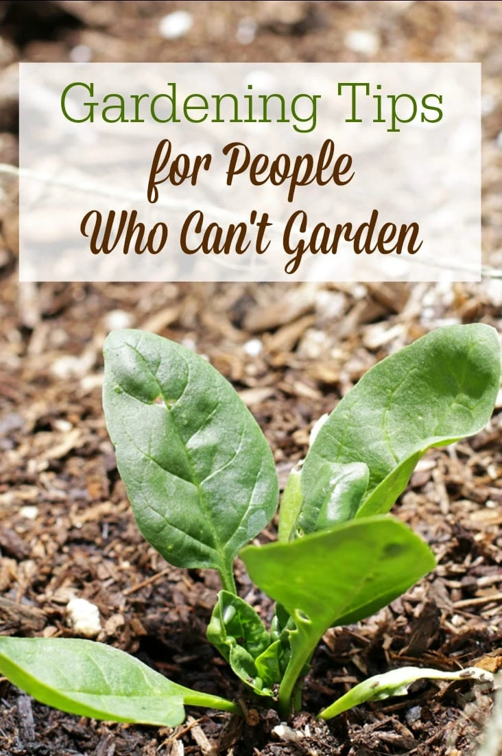 Even the worst gardener can grow SOMETHING with these essential tips for people who "can't" garden!