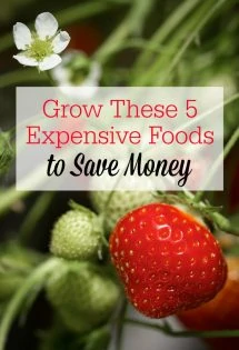 Want to save money by gardening? Start growing these 5 expensive foods to get more bang for your buck! #Gardening #GardenTips #SavingMoney