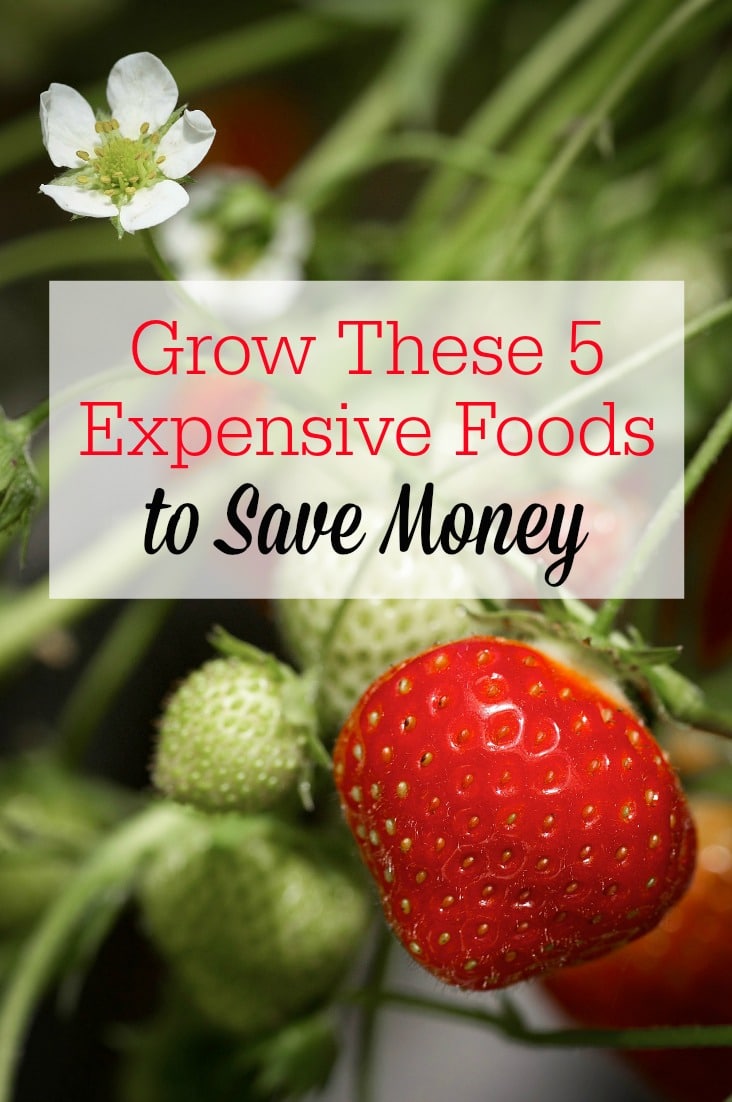 Want to save money by gardening? Start growing these 5 expensive foods to get more bang for your buck!