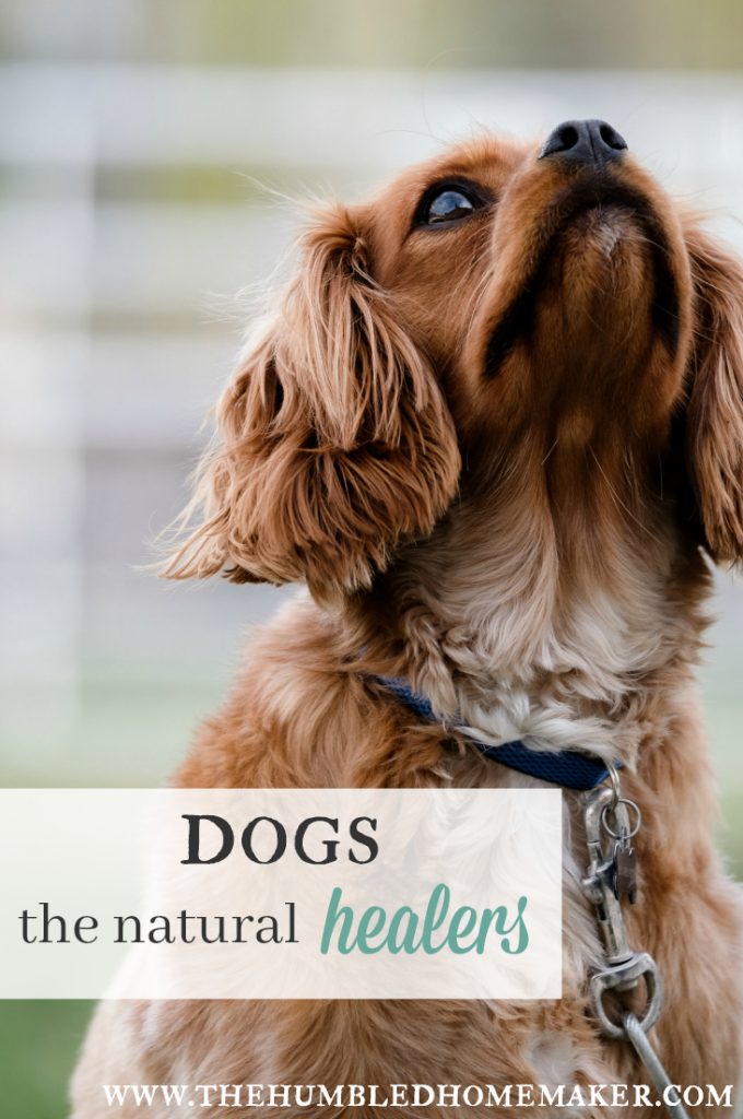 Dogs: The Natural Healers